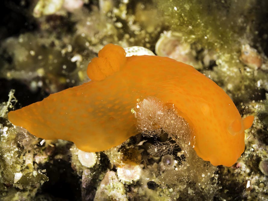 Gymnodoris inornata